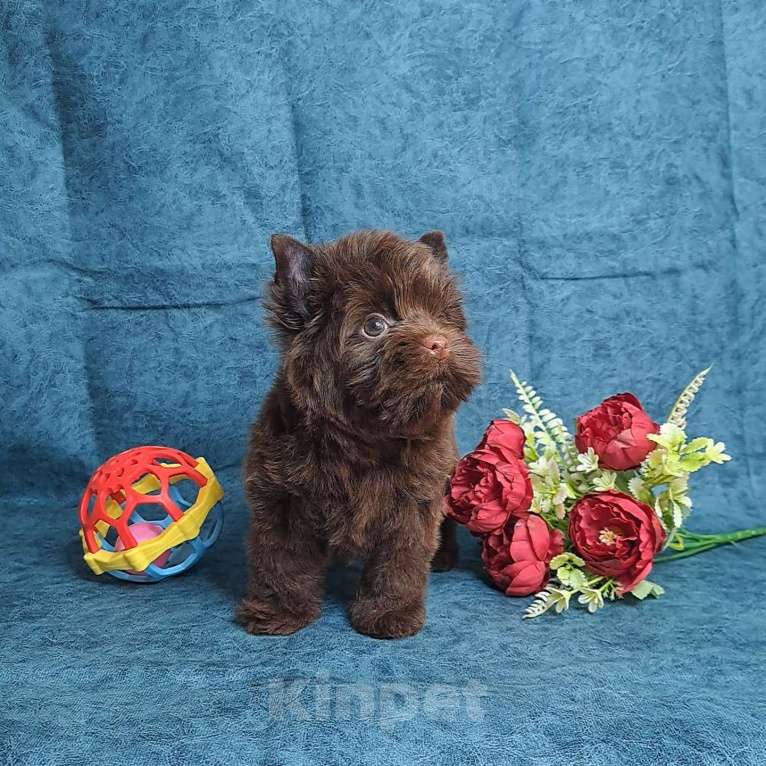 Собаки в Санкт-Петербурге: Шоколадный йорк девочка без подпала Девочка, 120 000 руб. - фото 6
