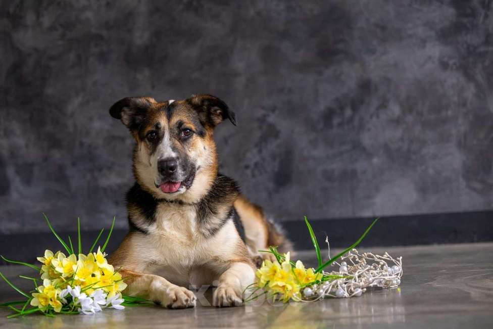 Собаки в Москве: Айриш. Та, что всё понимает... И очень ждёт. Девочка, Бесплатно - фото 4