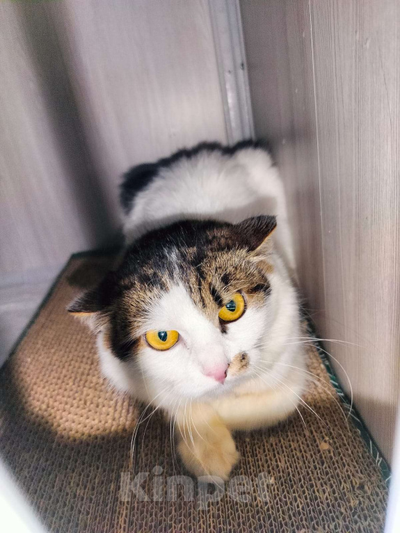 Кошки в Москве: Кася. Кассандра. Кассиопея! Девочка, Бесплатно - фото 10