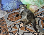Кошки в Екатеринбурге: Котята,2 месяца,мальчики,от порядочных родителей: мама скоттиш фолд (полосатая), папа скоттиш страйт Мальчик, Бесплатно - фото 6