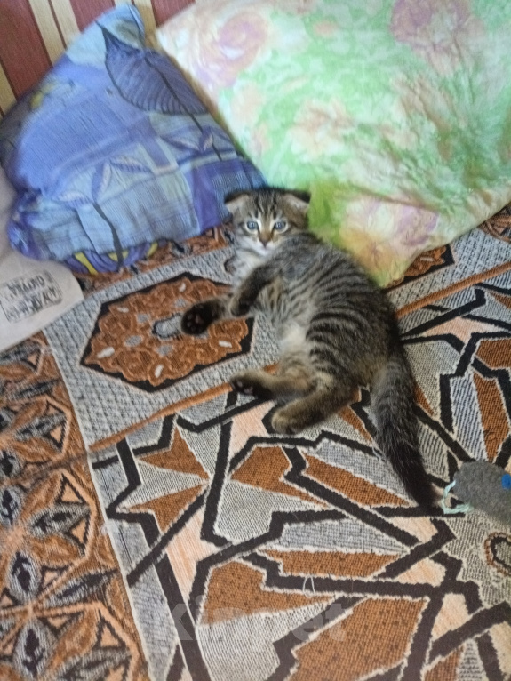 Кошки в Екатеринбурге: Котята,2 месяца,мальчики,от порядочных родителей: мама скоттиш фолд (полосатая), папа скоттиш страйт Мальчик, Бесплатно - фото 6