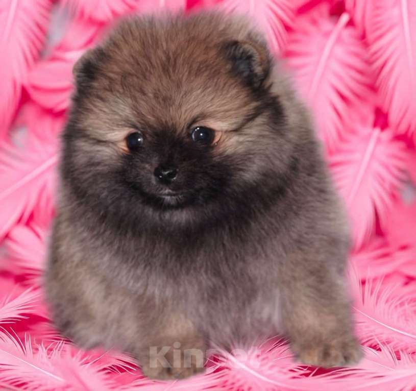 Собаки в Москве: Шпиц мальчик Мальчик, 40 000 руб. - фото 2