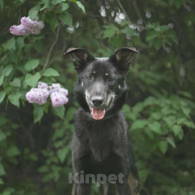 Собаки в Москве: Черри  Девочка, Бесплатно - фото 1