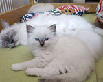 Кошки в Перми: Девчушки Рэгдолл Девочка, 65 000 руб. - фото 1