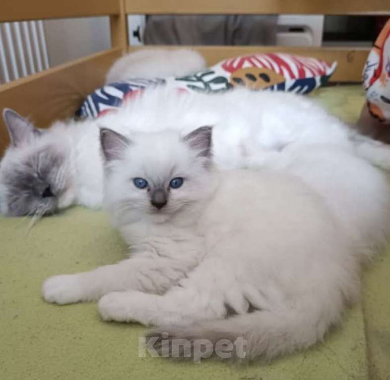 Кошки в Перми: Девчушки Рэгдолл Девочка, 65 000 руб. - фото 1