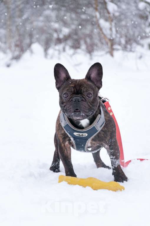 Собаки в Ногинске: Пряня ищет дом Мальчик, Бесплатно - фото 9