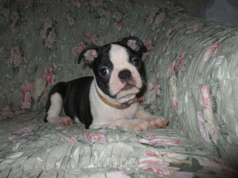 Собаки в Пскове: Мальчик бостон терьер Мальчик, 50 000 руб. - фото 3