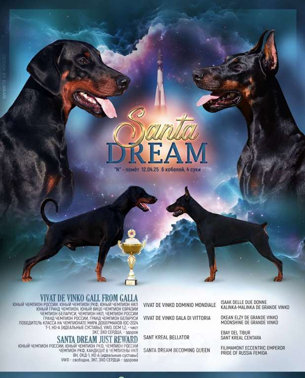 Собаки в Курске: Доберманы РКФ Девочка, Бесплатно - фото 6