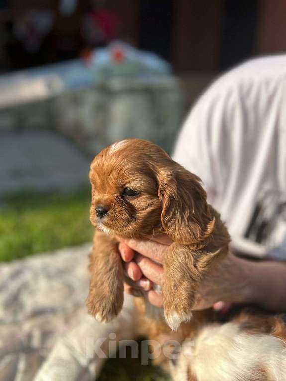 Собаки в Тольятти: Кавалер Кинг Чарльз спаниель щенок  Мальчик, 100 000 руб. - фото 2