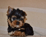 Собаки в Иркутске: Щенки йоркширского терьера Мальчик, 75 000 руб. - фото 4