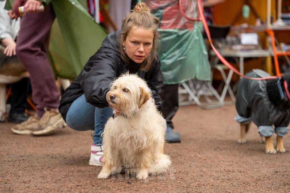Собаки в Санкт-Петербурге: Очень красивая маленькая собачка Девочка, Бесплатно - фото 2