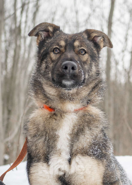 Собаки в Москве: Рея Девочка, Бесплатно - фото 7