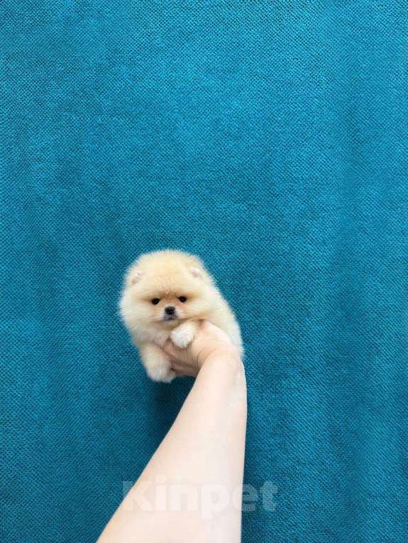 Собаки в Москве: Шикарная девочка Девочка, 35 000 руб. - фото 1