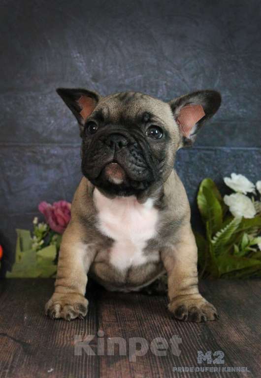 Собаки в других городах Воронежской области: Мальчик французик Мальчик, 60 000 руб. - фото 3