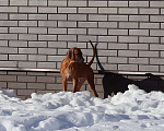 Собаки в Москве: Мальчик родезийского риджбека Мальчик, Бесплатно - фото 1