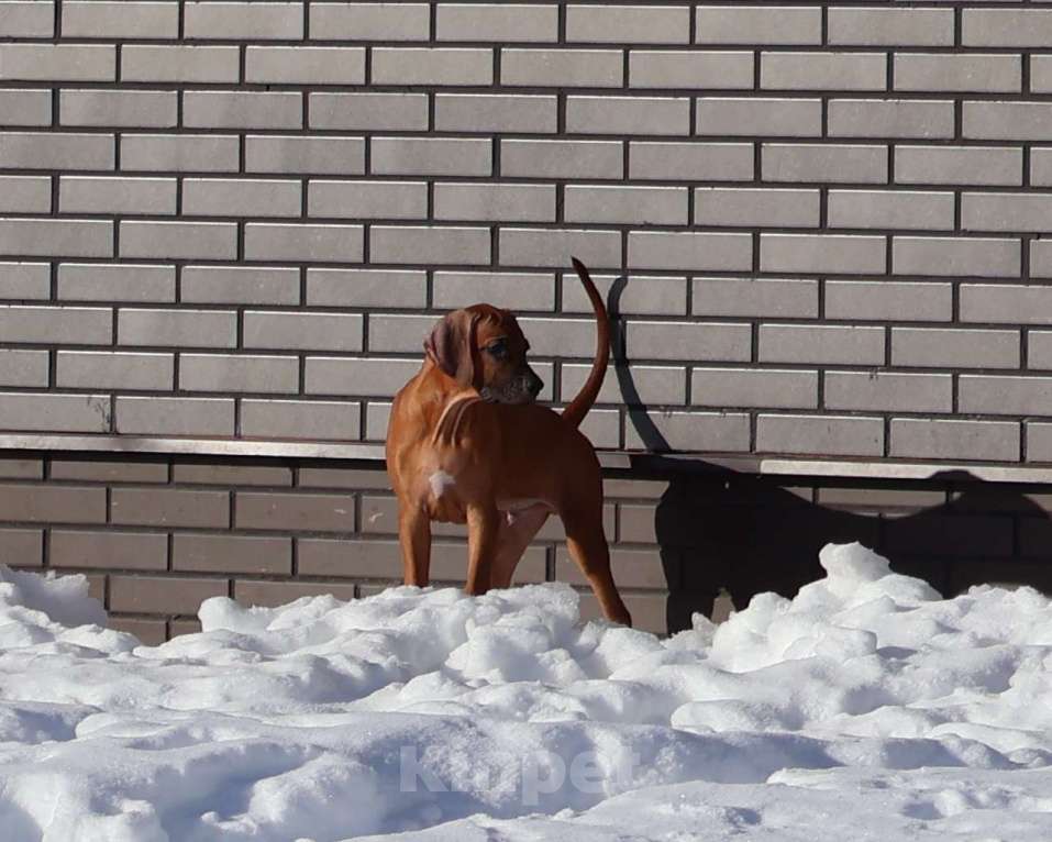Собаки в Москве: Мальчик родезийского риджбека Мальчик, Бесплатно - фото 1