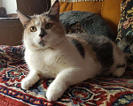 Кошки в Москве: Кошка Катерина, 500 руб. - фото 2