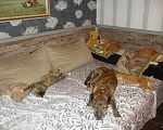 Кошки в Ливны: Курильские бобтейлы котята, 15 000 руб. - фото 1