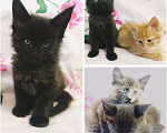 Кошки в Колпашево: Котёнок Мейнкун, 10 000 руб. - фото 1