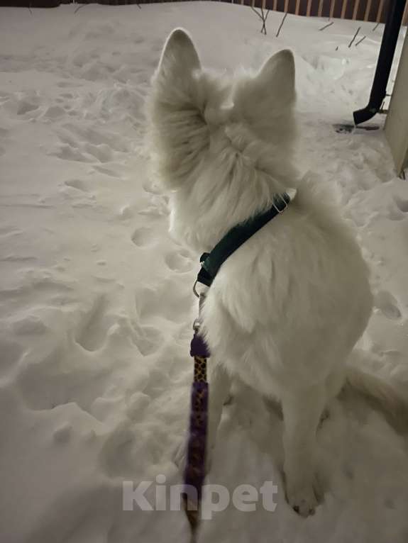 Собаки в Владимире: Белая швейцарская овчарка Девочка, 50 000 руб. - фото 3