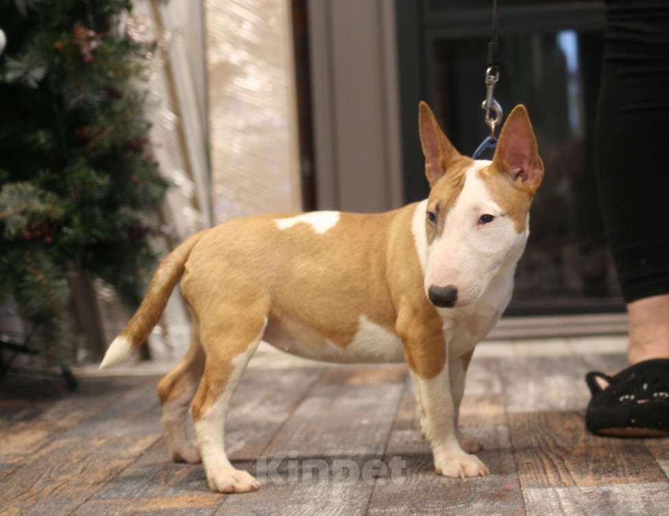 Собаки в Всеволожске: ММ ОРТИДЖА КОРОЛЕВА ОСЕНИ Девочка, 80 000 руб. - фото 2