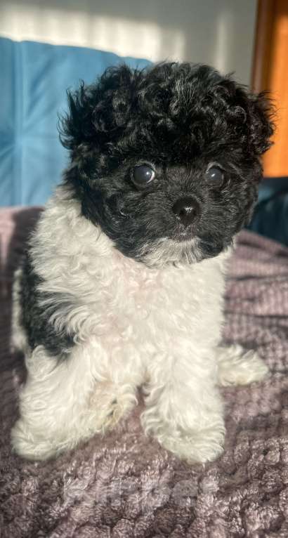 Собаки в Санкт-Петербурге: Мальчик Пушон Мальчик, 50 000 руб. - фото 5