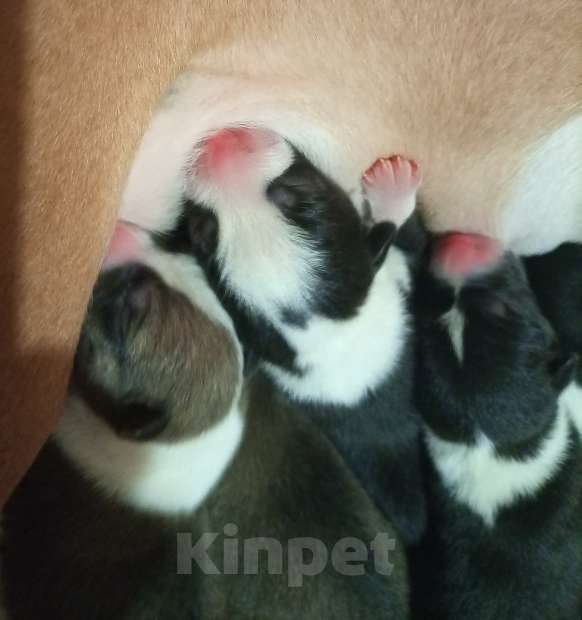 Собаки в Череповце: Щенки басенджи 15.01.2026г. Мальчик, Бесплатно - фото 2