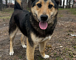 Собаки в Брянске: Мухтар Мальчик, Бесплатно - фото 4