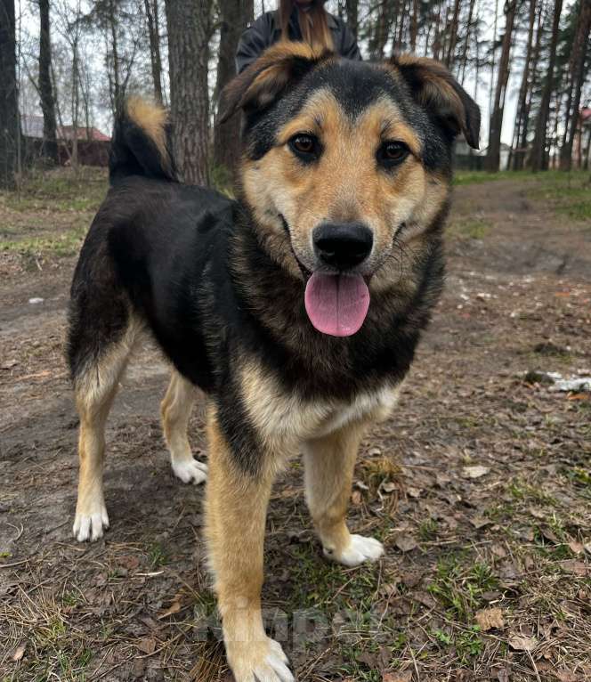 Собаки в Брянске: Мухтар Мальчик, Бесплатно - фото 4