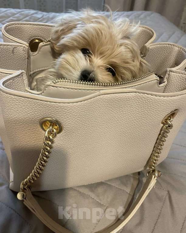 Собаки в Саратове: Девочка. Мальтипу F1 Девочка, 140 000 руб. - фото 3