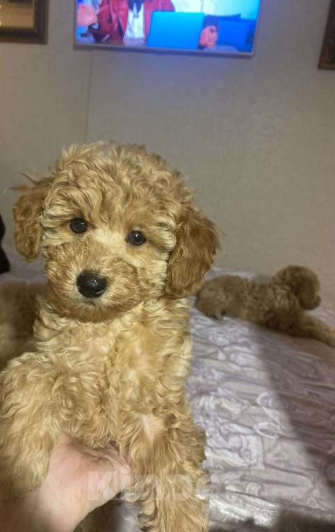 Собаки в Санкт-Петербурге: Щенок той пуделя девочка ищет добрых и любимых хозяев Девочка, Бесплатно - фото 4