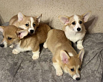 Собаки в Перми: Щенки Вельш-корги-пемброк Разнополые, 50 000 руб. - фото 5