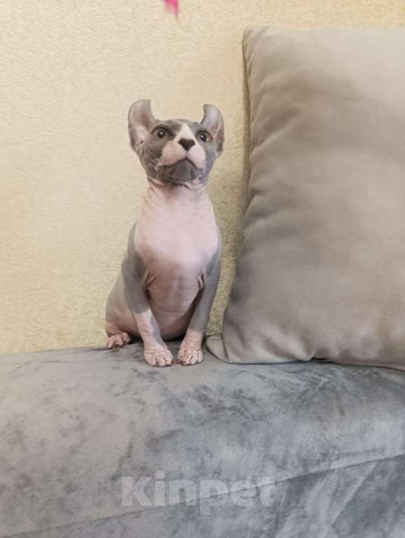 Кошки в Щелкино: Канадский сфинкс эльф Девочка, 16 000 руб. - фото 2