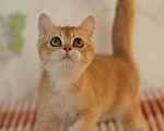Кошки в Пятигорске: Котёнок Мальчик, 10 000 руб. - фото 1