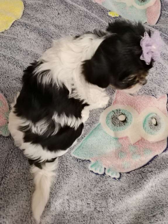 Собаки в Азове: Щенки бивер терьера три мальчика и одна девочка Разнополые, Бесплатно - фото 4