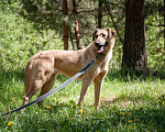 Собаки в Ногинске: Варя ждет свою семью в приюте Девочка, Бесплатно - фото 4