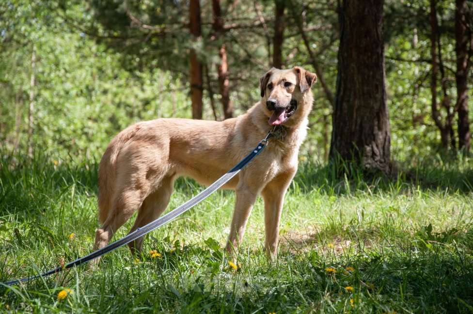Собаки в Ногинске: Варя ждет свою семью в приюте Девочка, Бесплатно - фото 4