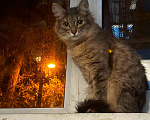 Кошки в Москве: Олежик, мимо которого прошли все Мальчик, Бесплатно - фото 1