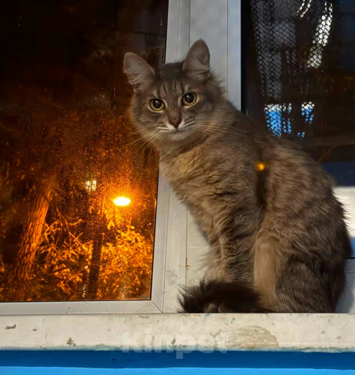 Кошки в Москве: Олежик, мимо которого прошли все Мальчик, Бесплатно - фото 1