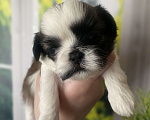 Собаки в Санкт-Петербурге: Очаровательная мини девочка ши-тцу Девочка, 35 000 руб. - фото 2