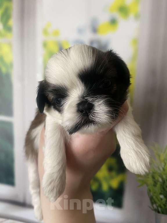 Собаки в Санкт-Петербурге: Очаровательная мини девочка ши-тцу Девочка, 35 000 руб. - фото 2