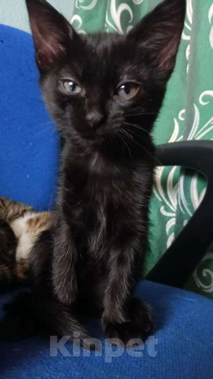 Кошки в Екатеринбурге: Отдам в добрые руки  Девочка, Бесплатно - фото 2