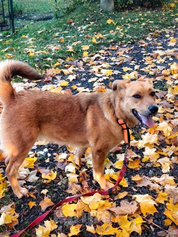 Собаки в Санкт-Петербурге: Золотая собака - уникальные уши и доброе сердце Девочка, Бесплатно - фото 3