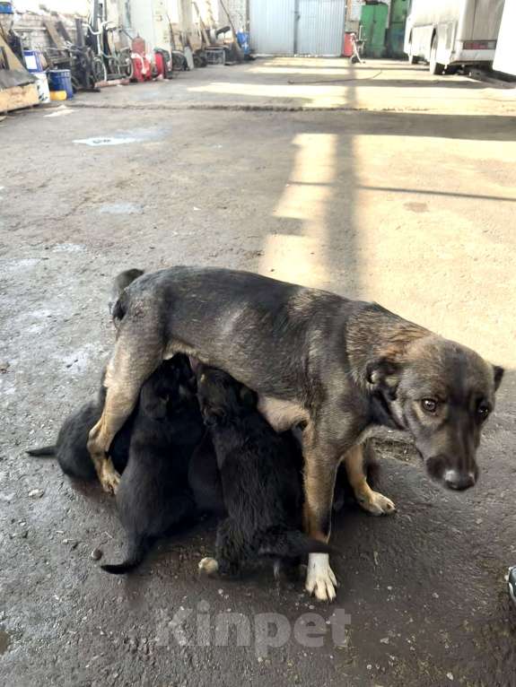 Собаки в других городах Краснодарского края: Щенок в добрые руки  Девочка, Бесплатно - фото 2