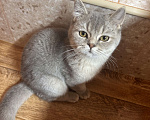 Кошки в Калуге: Британский котёнок Мальчик, 20 000 руб. - фото 6
