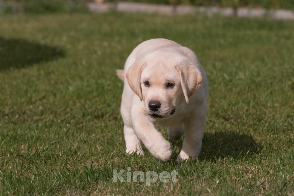 Собаки в Твери: Продажа щенков лабрадора ретривера. Мальчик, 70 000 руб. - фото 3