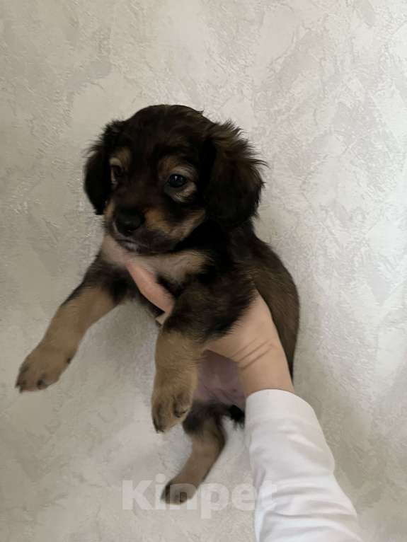 Собаки в Краснодаре: Щенок  Девочка, 1 000 руб. - фото 5