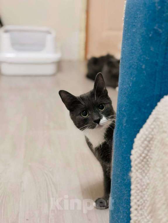 Кошки в Балашихе: Том Мальчик, Бесплатно - фото 3