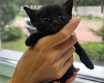 Кошки в Москве: Котята ищут  Мальчик, Бесплатно - фото 6