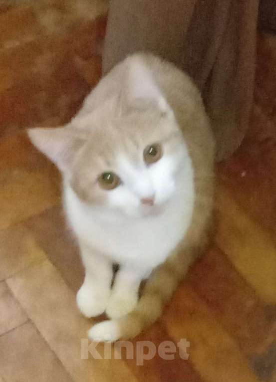 Кошки в Москве: Беленькая с рыжим анатолийская кошечка Девочка, Бесплатно - фото 4